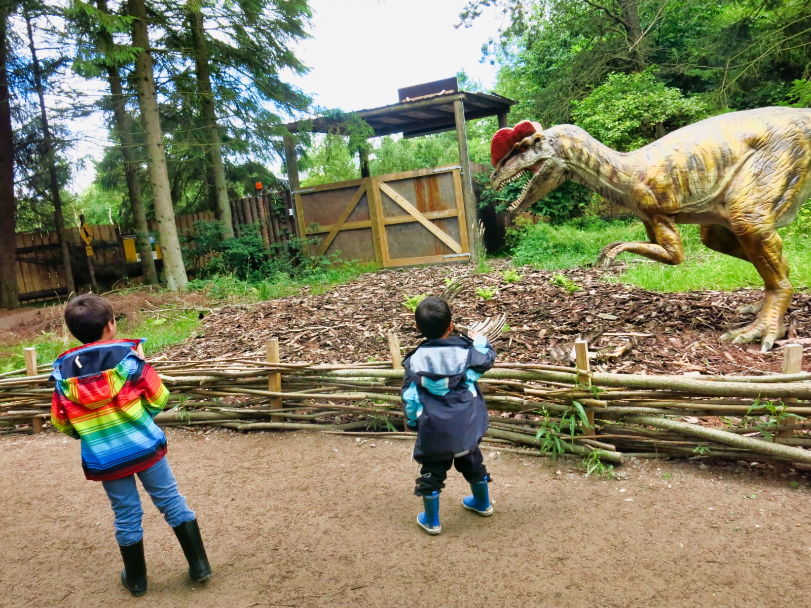 Dinosaurer