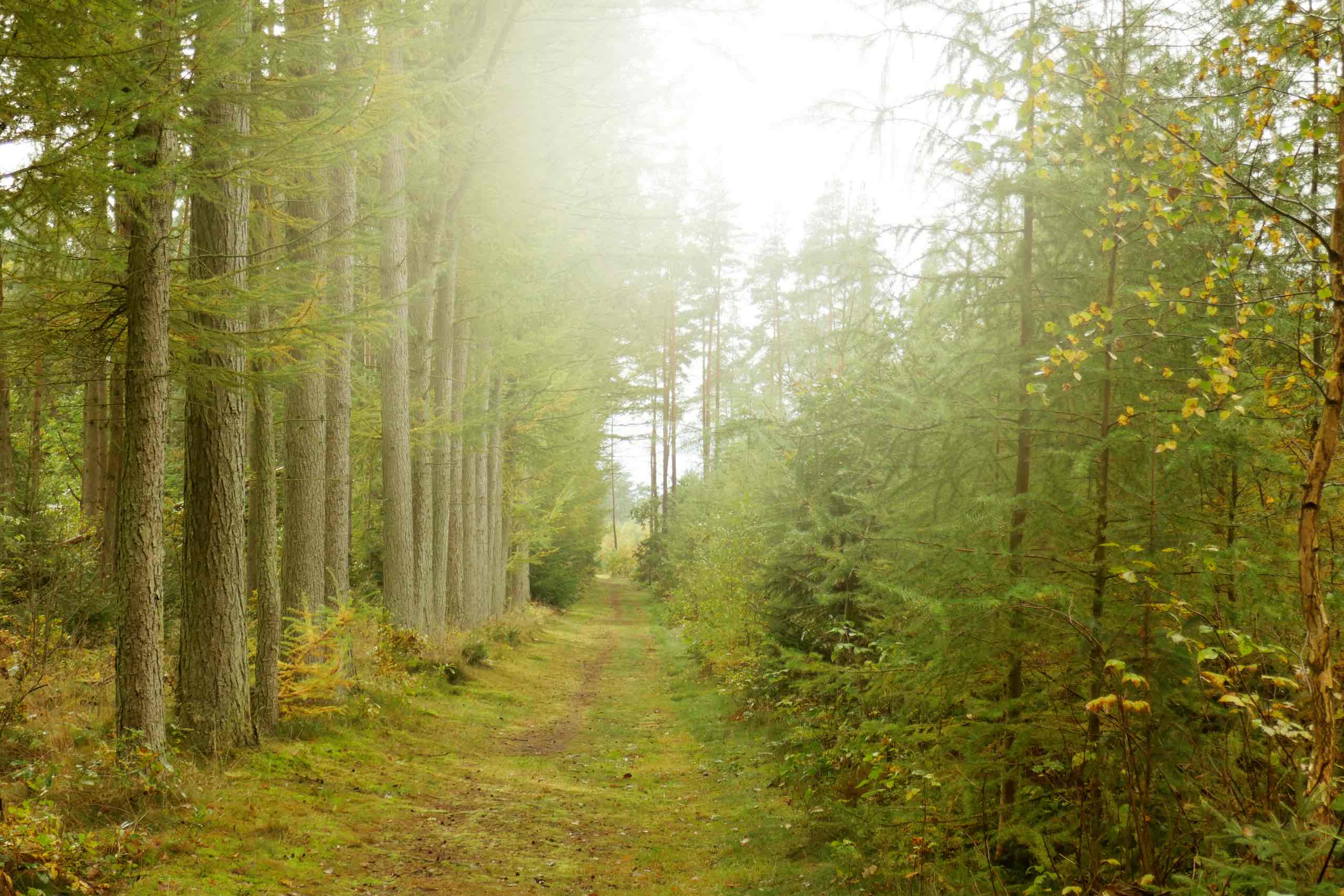 Efterårs skov