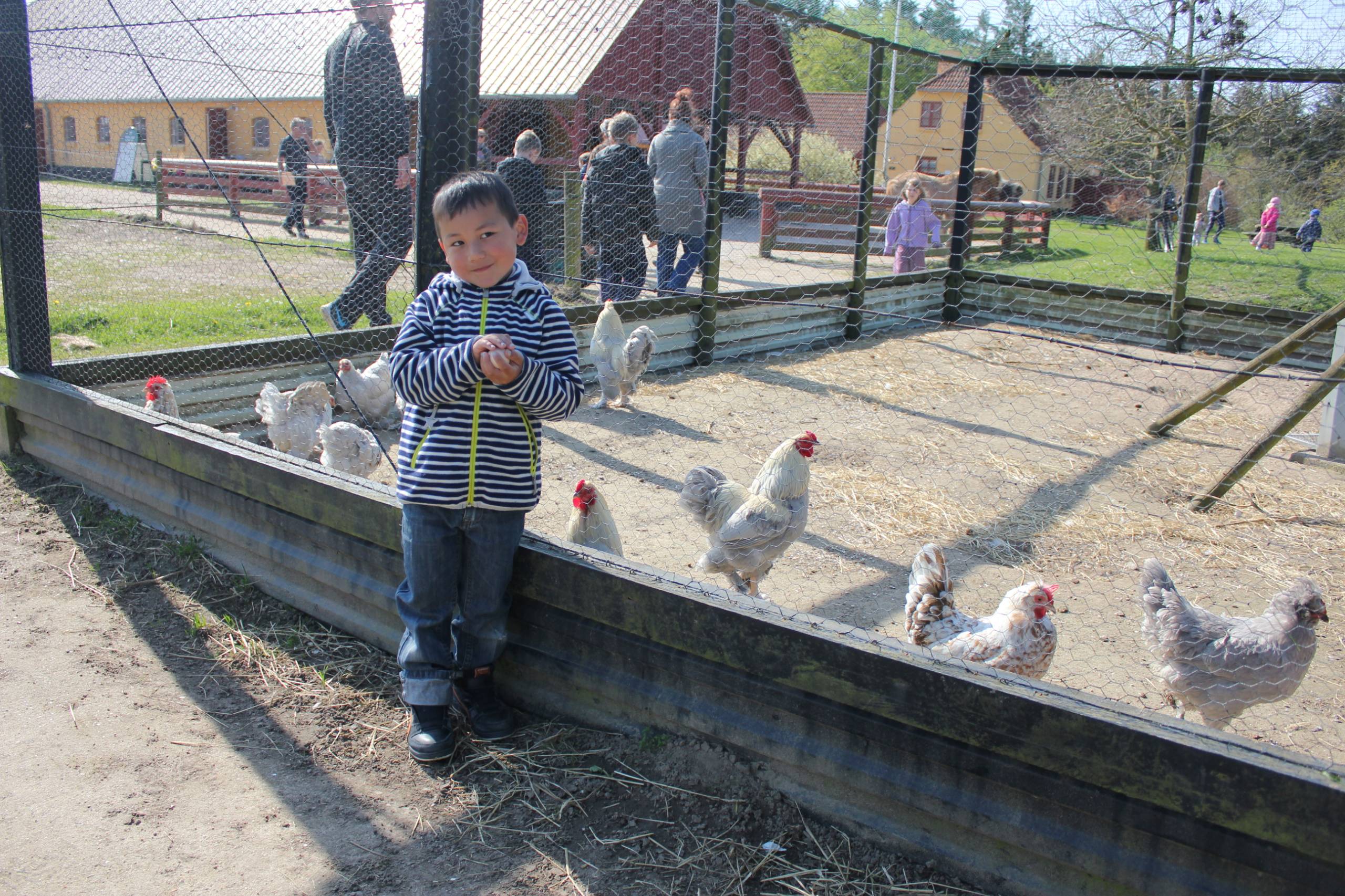 Luka og Oliver i hønsegården