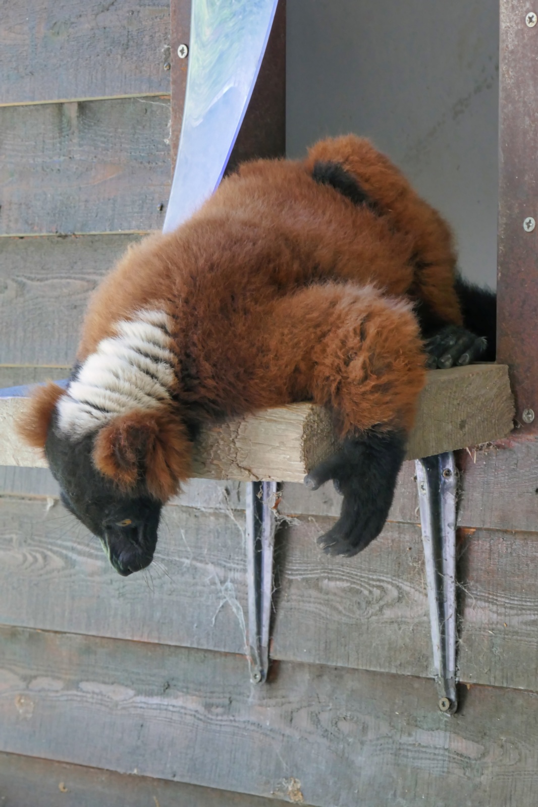 Ree Dyrepark 27. juli 2018