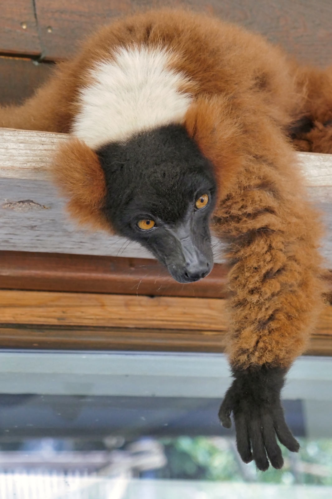 Ree Dyrepark 27. juli 2018