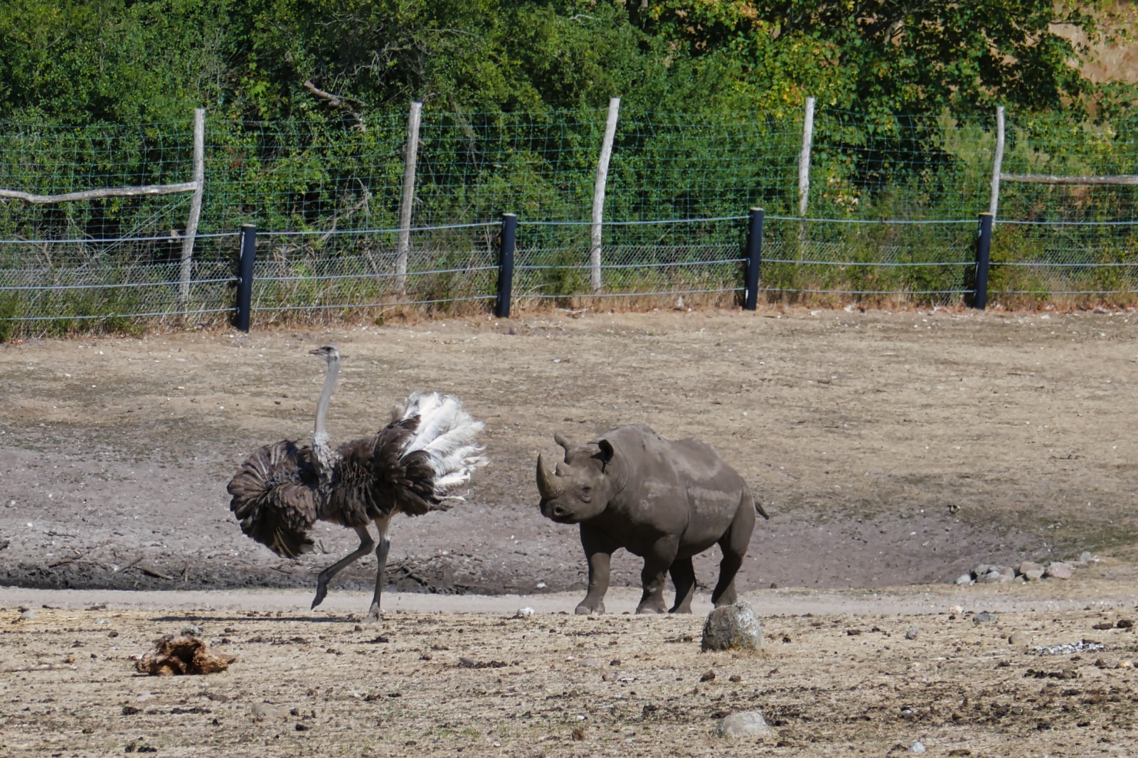 Ree Dyrepark 27. juli 2018