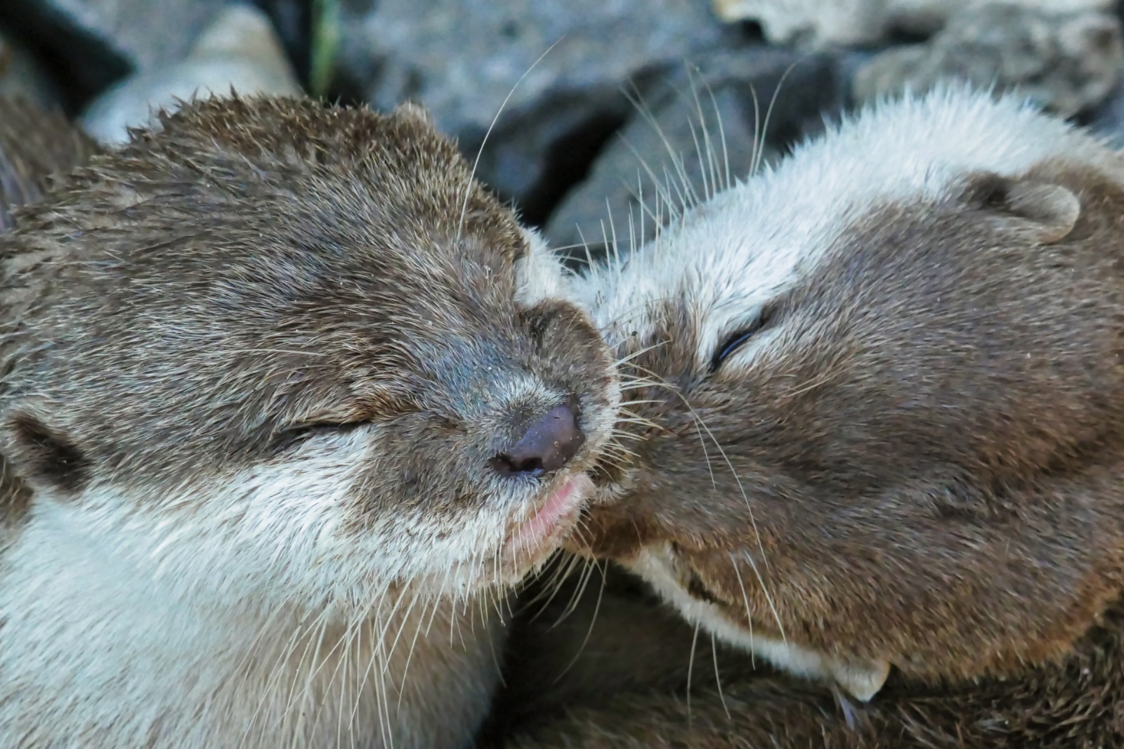 Ree Dyrepark 27. juli 2018
