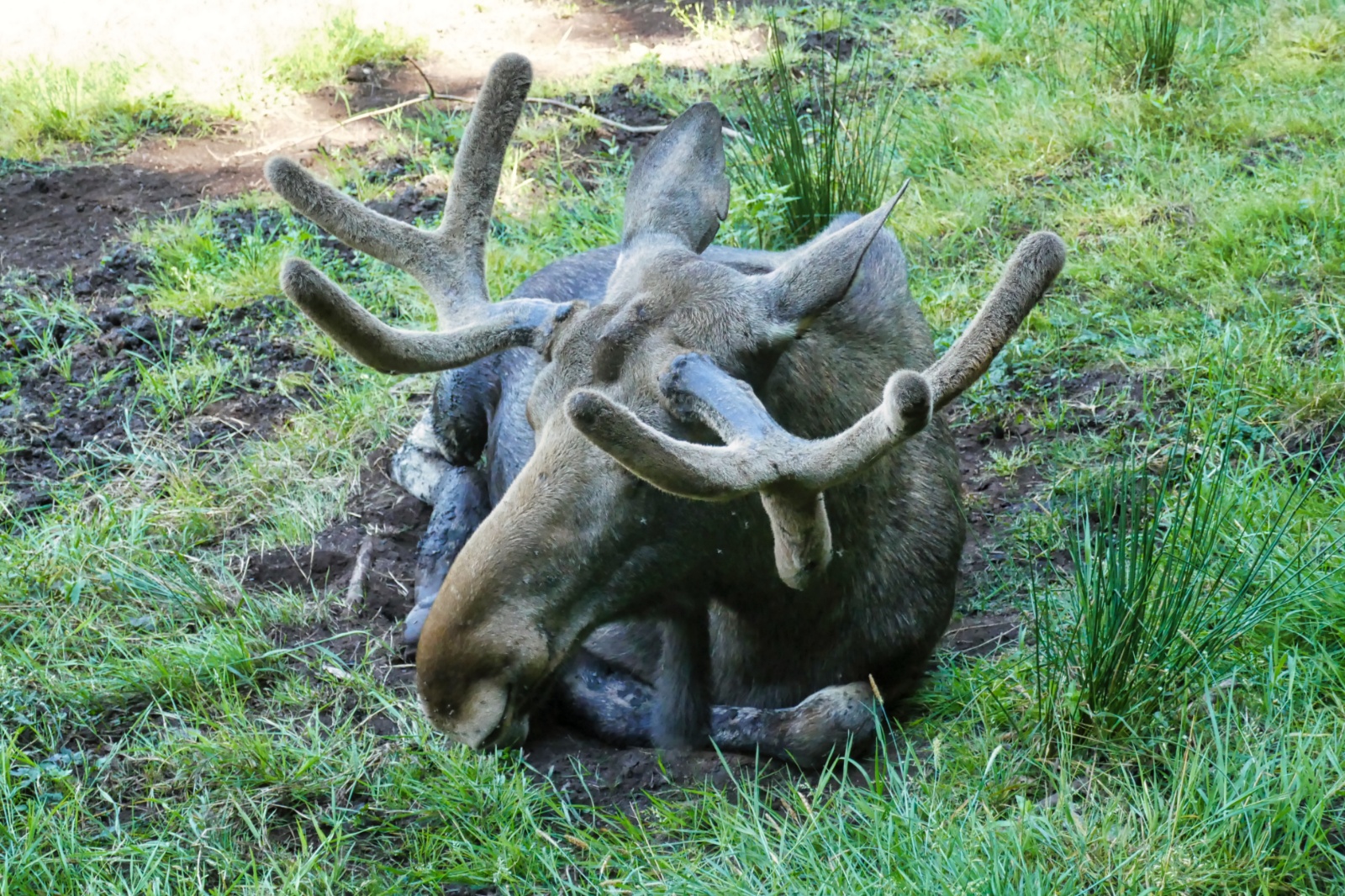 Ree Dyrepark 27. juli 2018