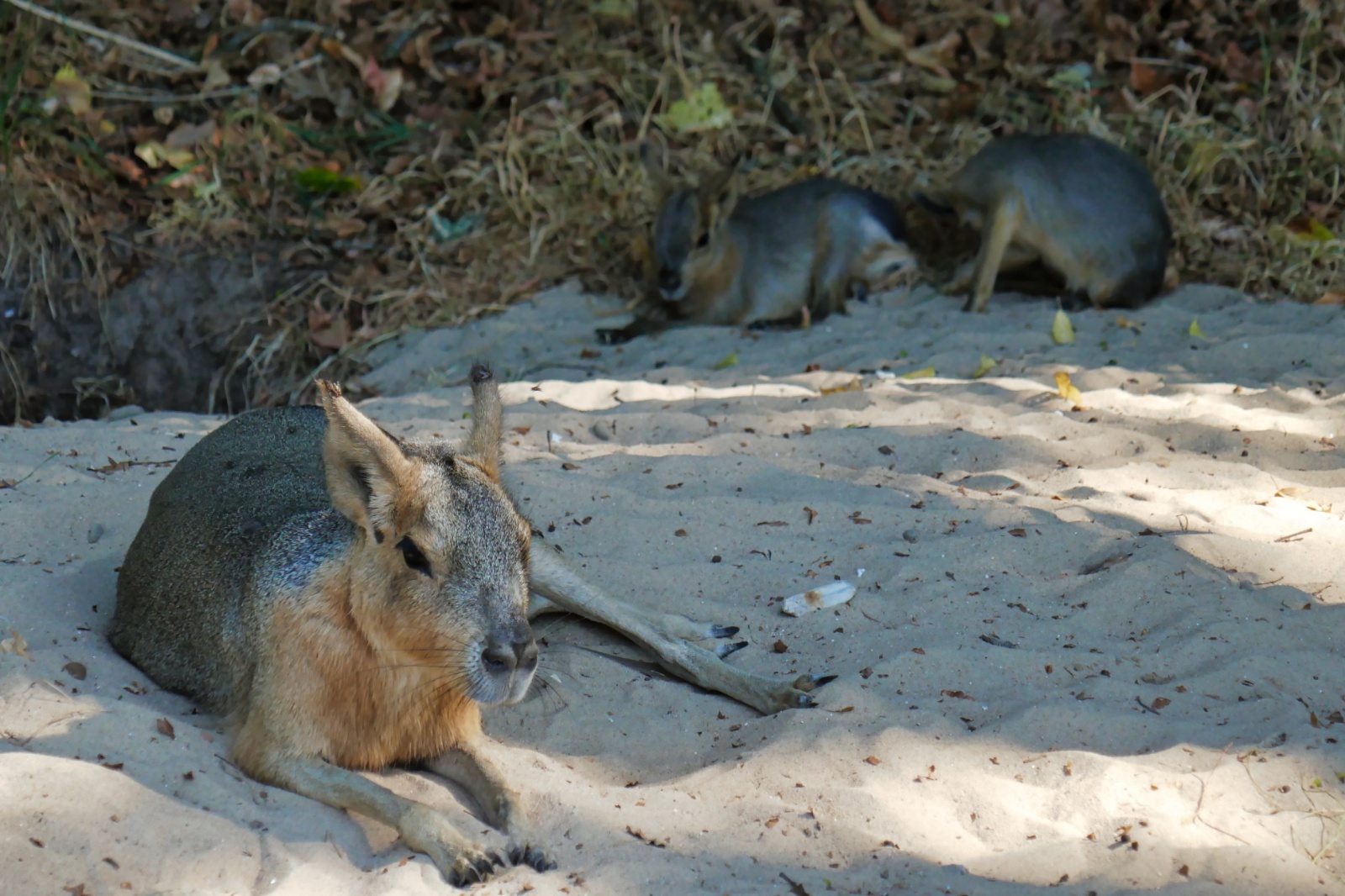 Ree Dyrepark 27. juli 2018