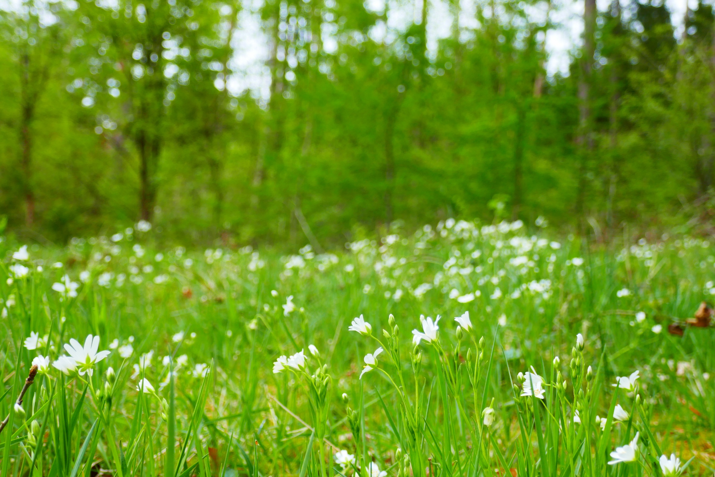 Forårsblomster