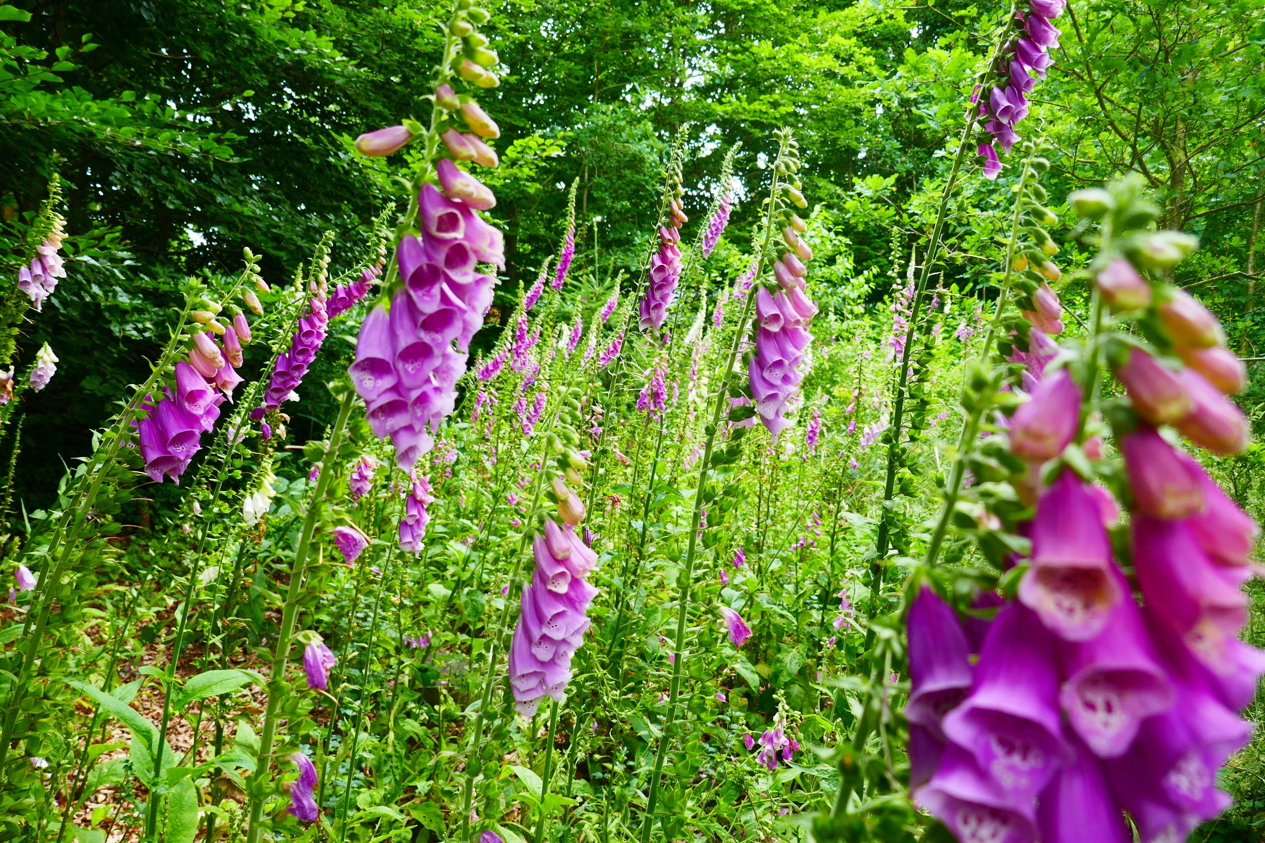 Digitalis