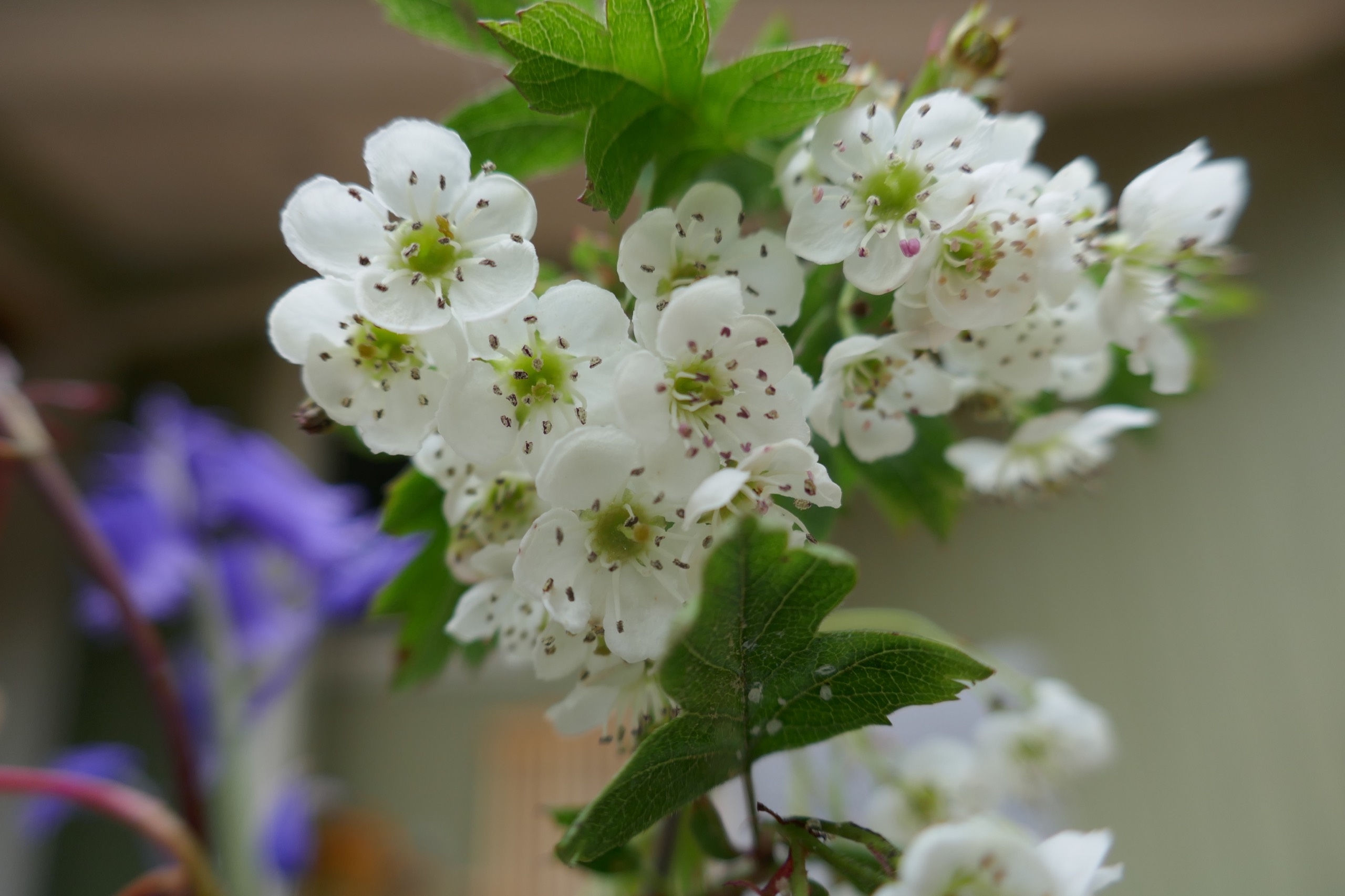 Blomster