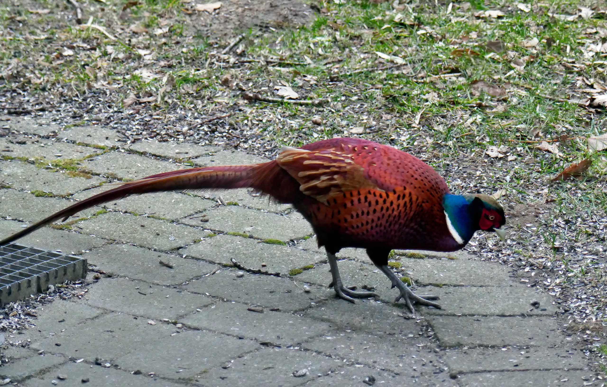 Fasanus