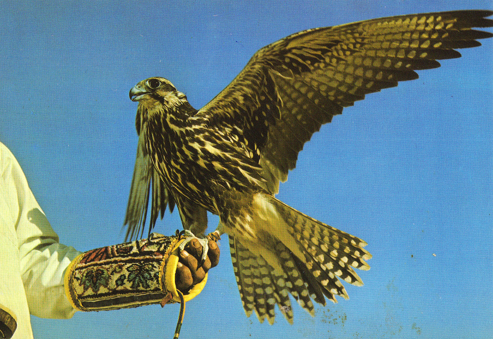 Postkort til far og mor