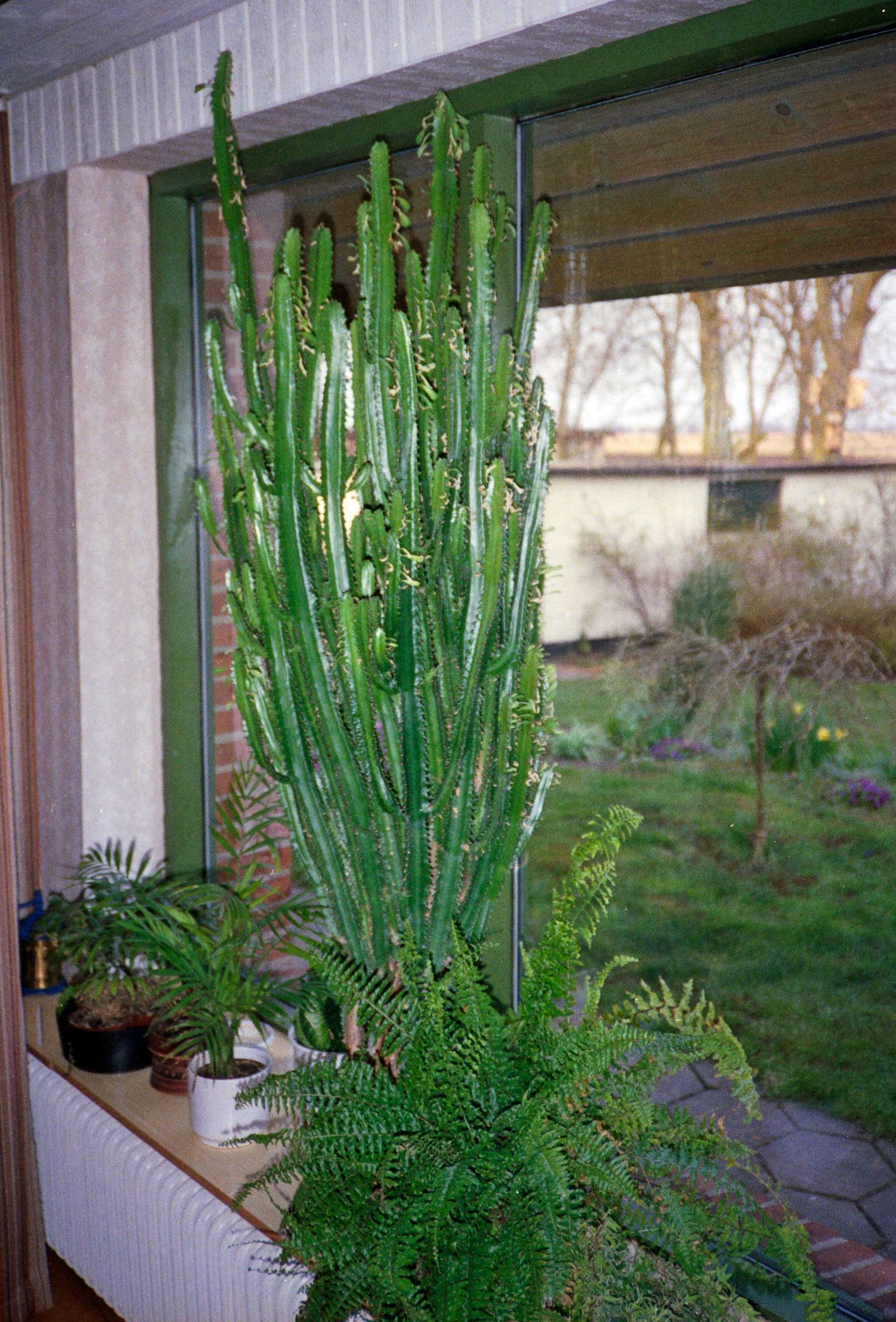 Kik fra Spisestuevinduet