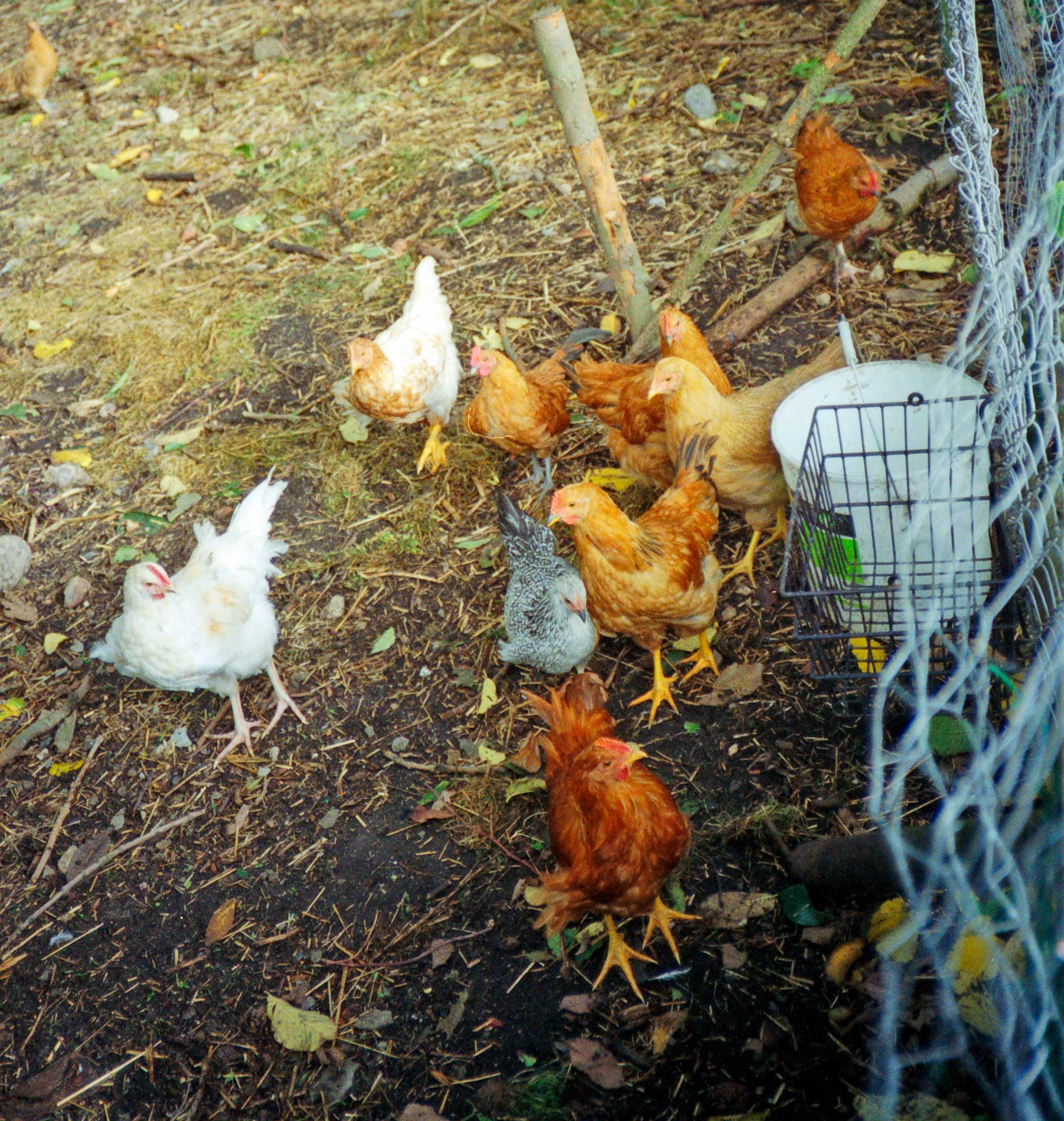 Mine dejlige høns