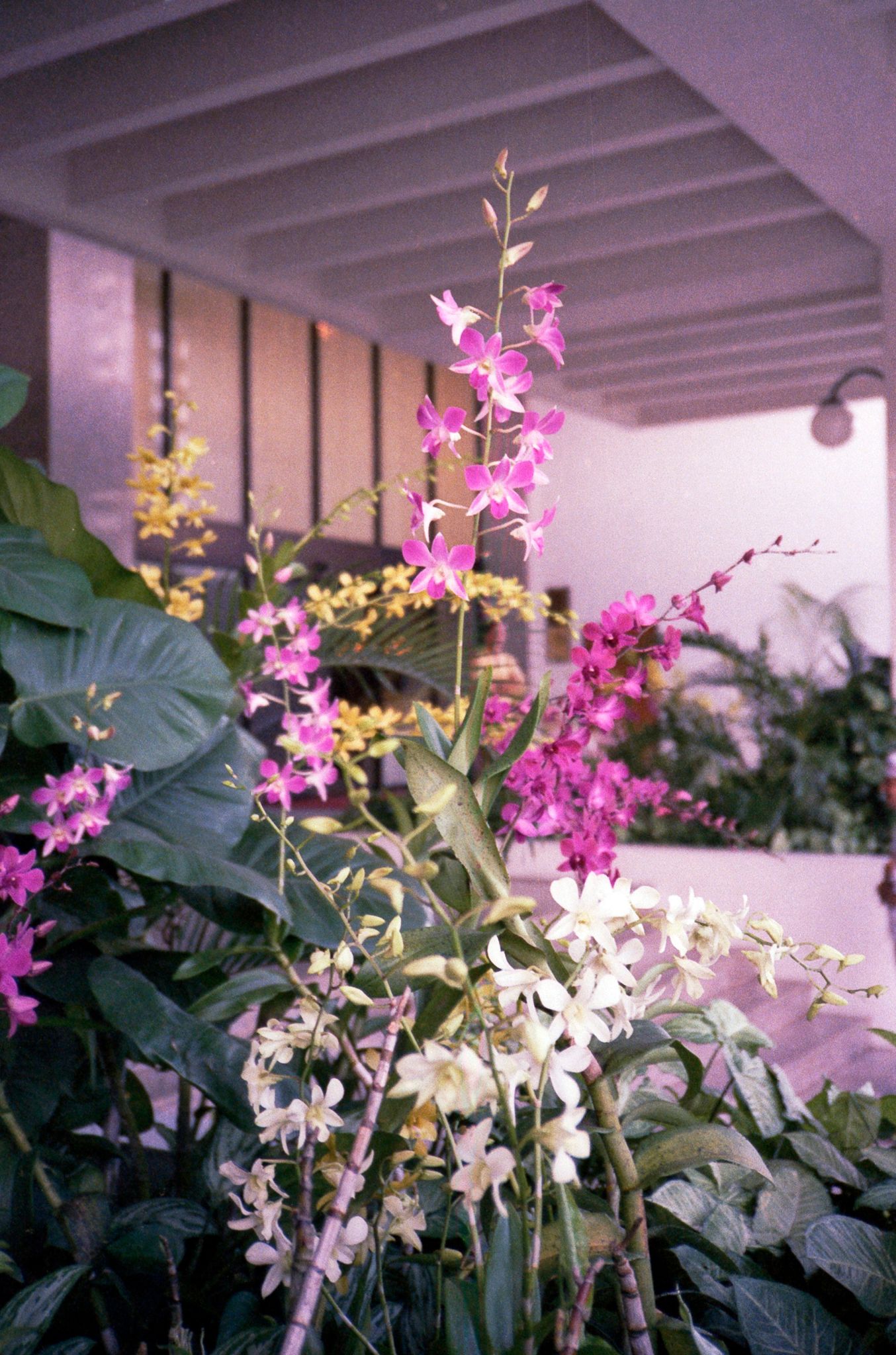 Orkideer ved hotellet