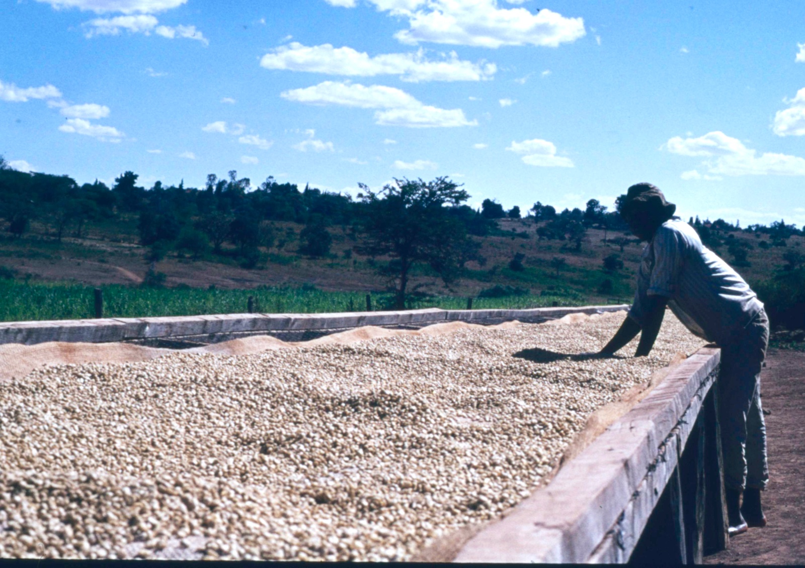 Højland kaffeplantage