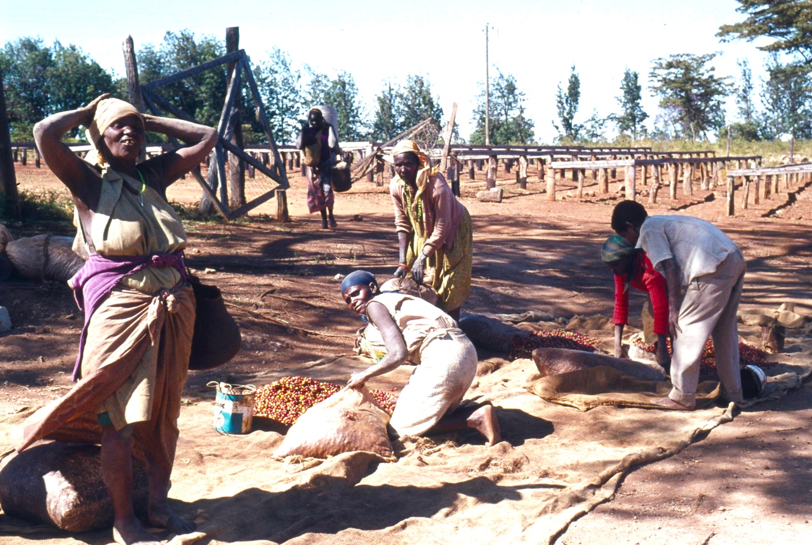Højland kaffeplantage