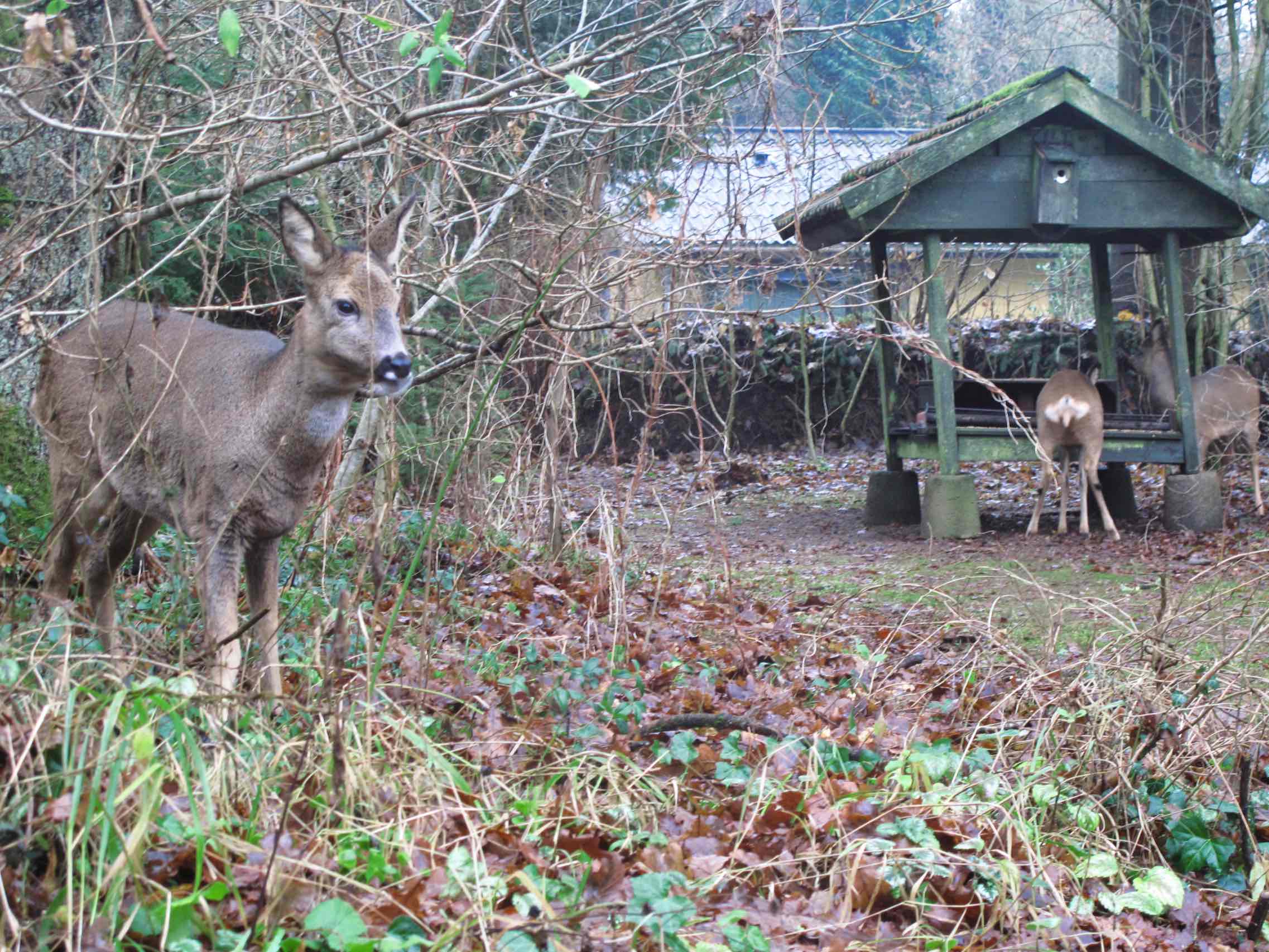 Rådyr ved foderhuset