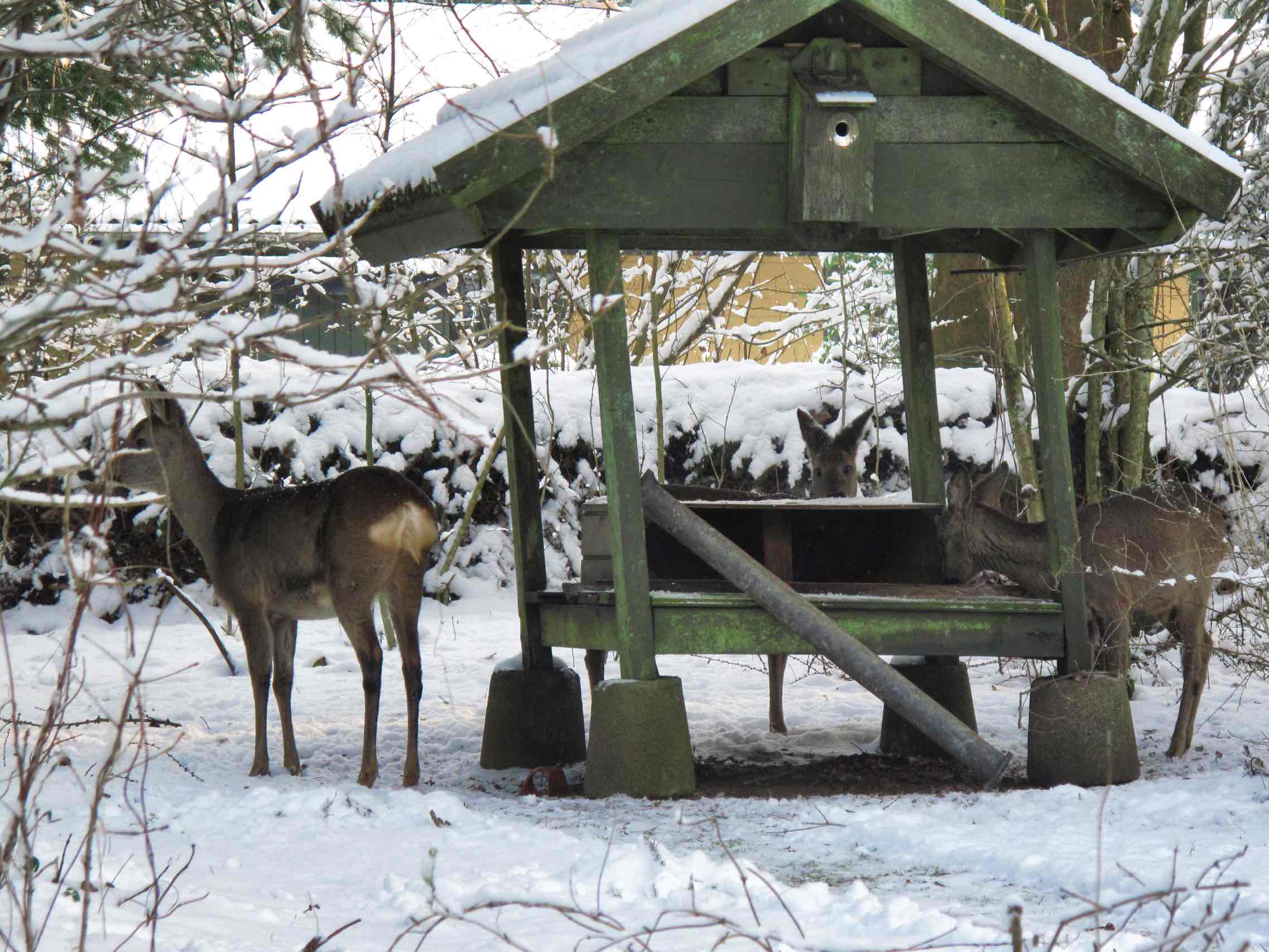 Rådyr ved fodringshuset