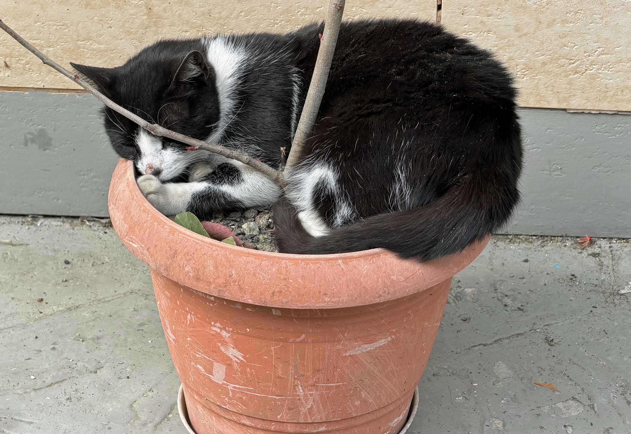 Potteplante