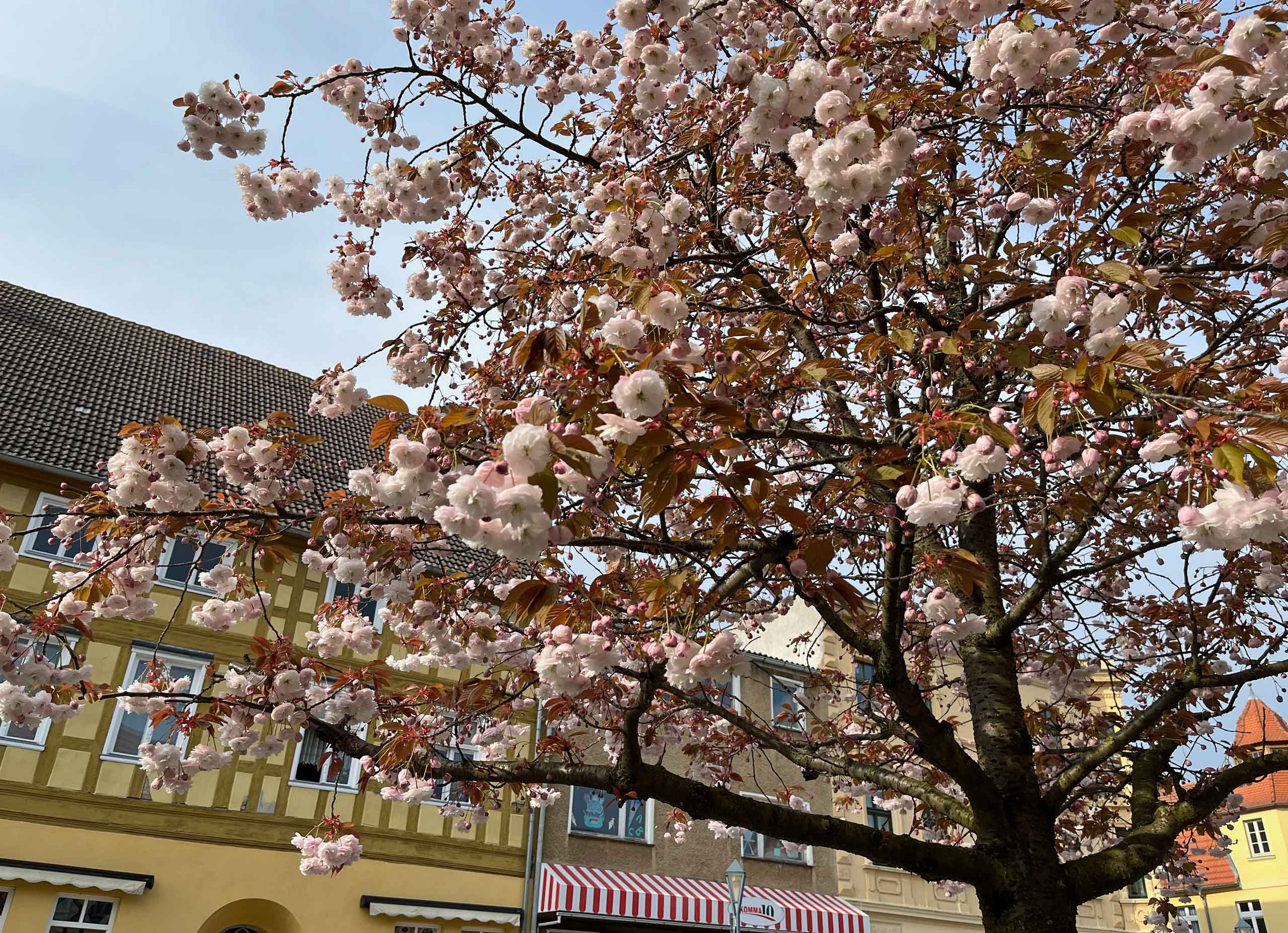 Kirsebærtræer i blomst