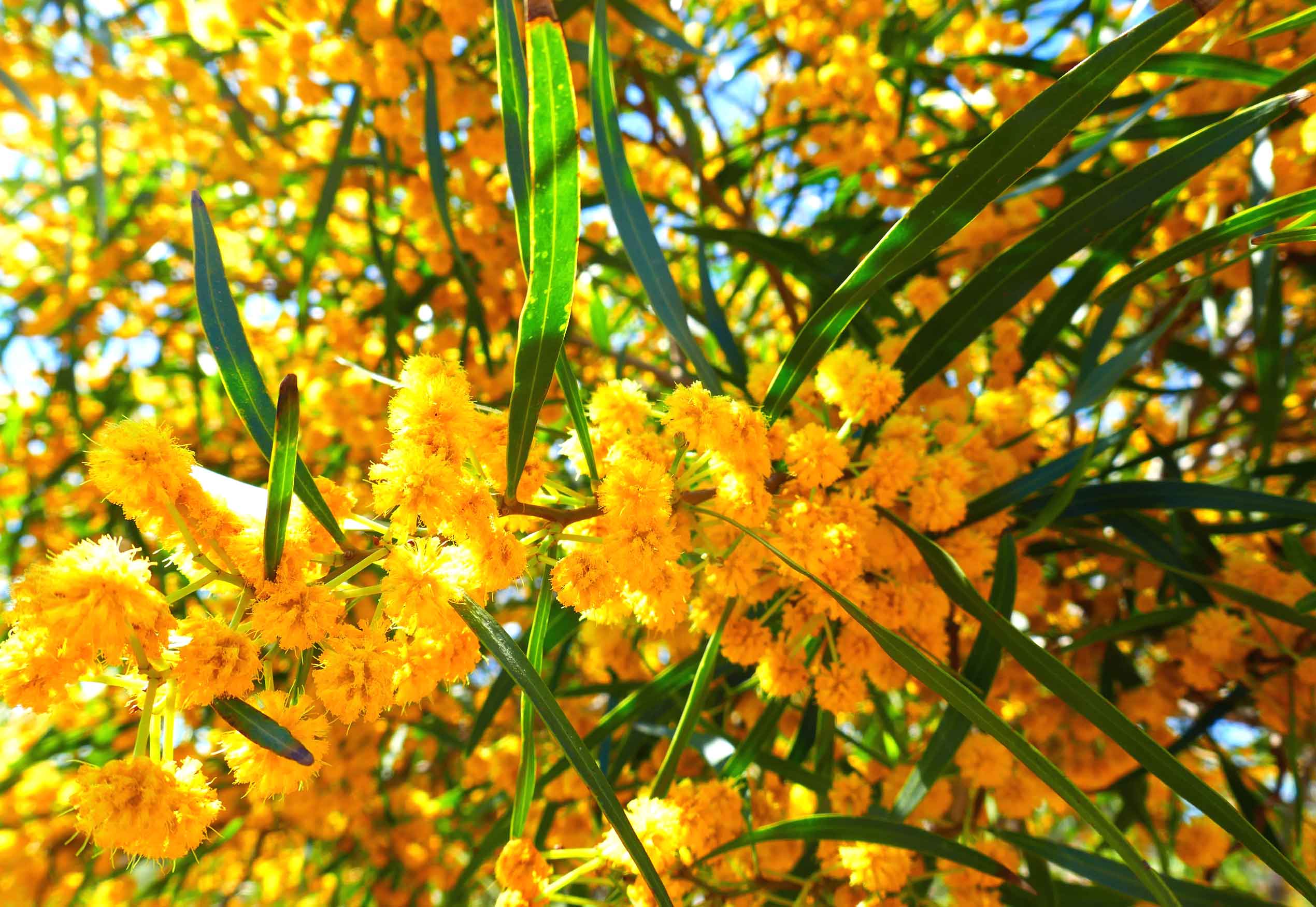 Mimoser