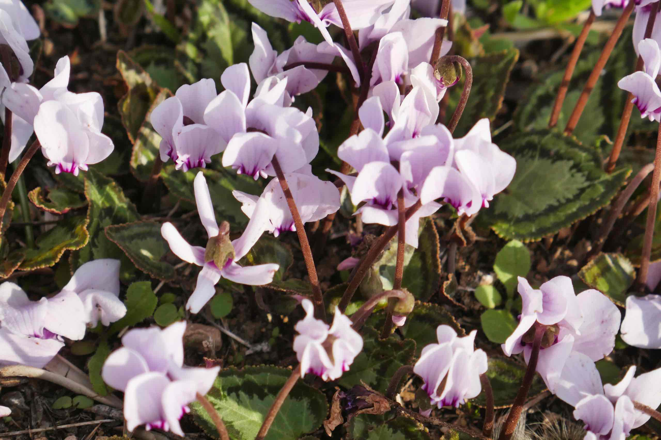 Alpevioler