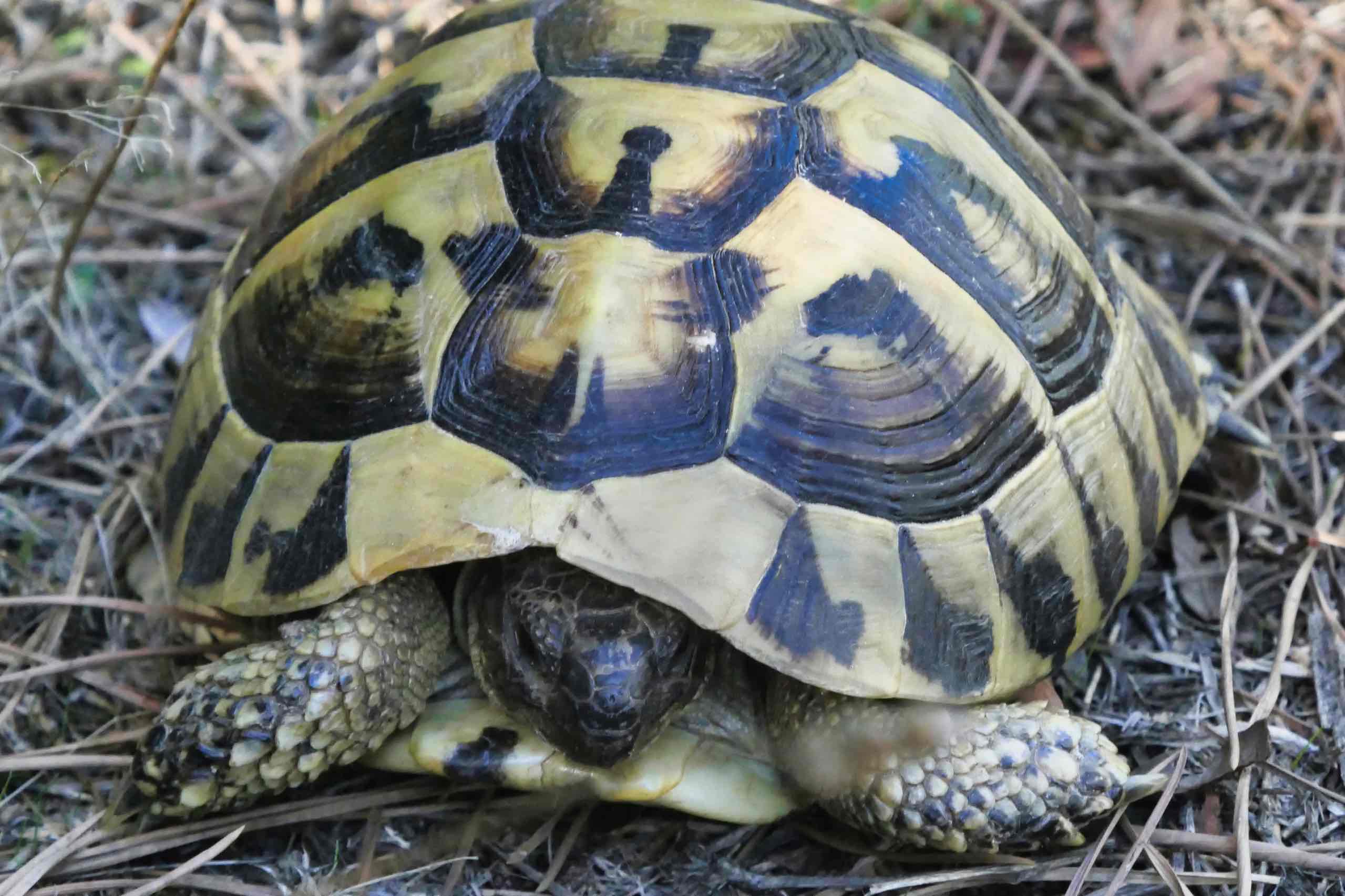 Skildpadde