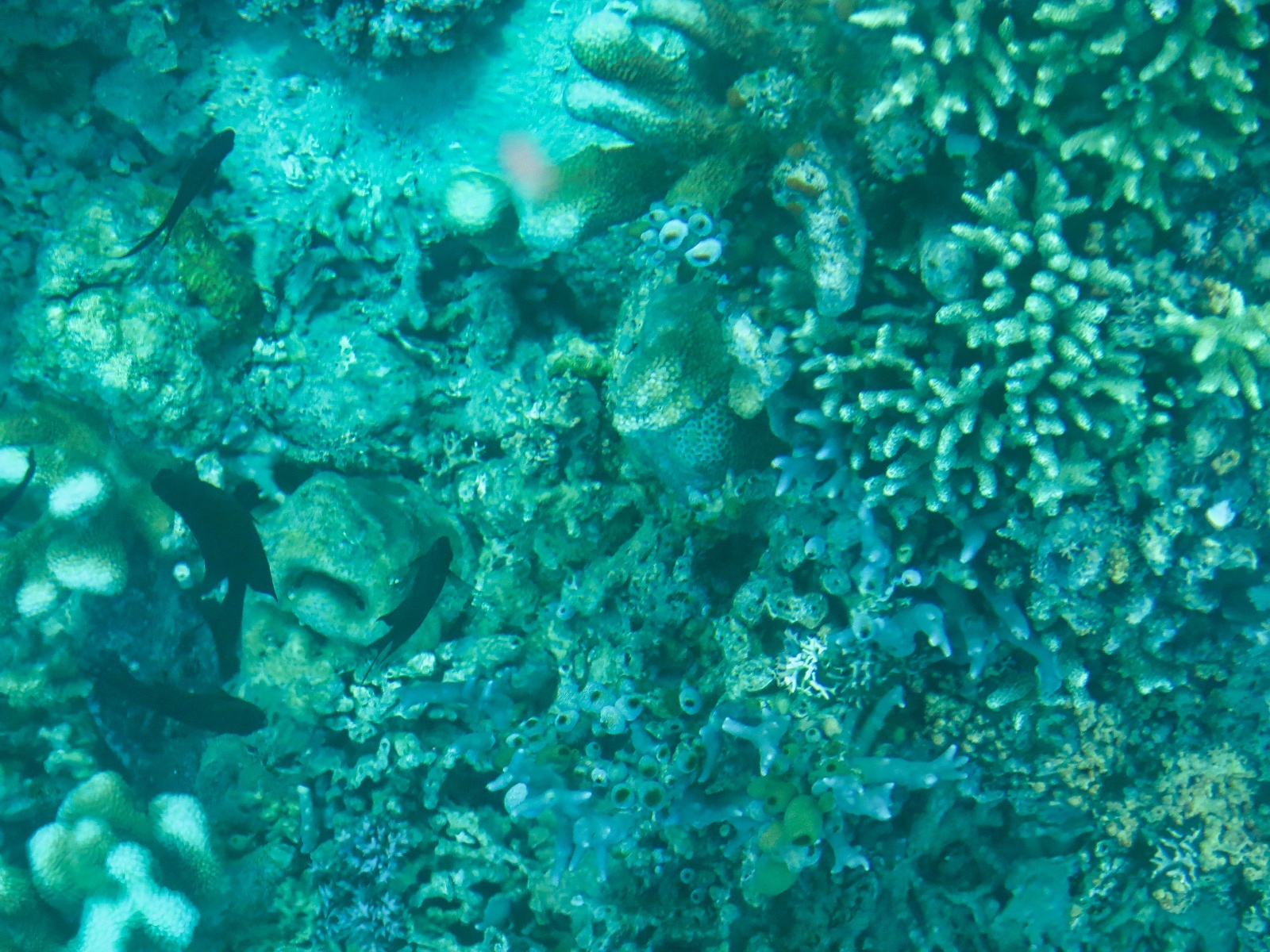 Tanjung Karang