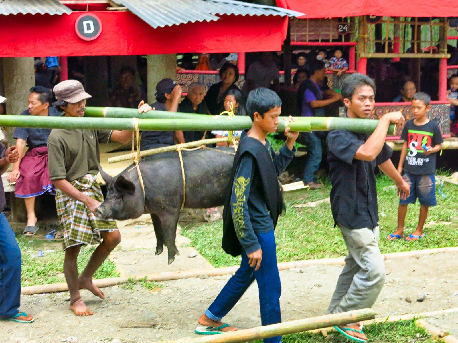 Tana Toraja - begravelses ritual