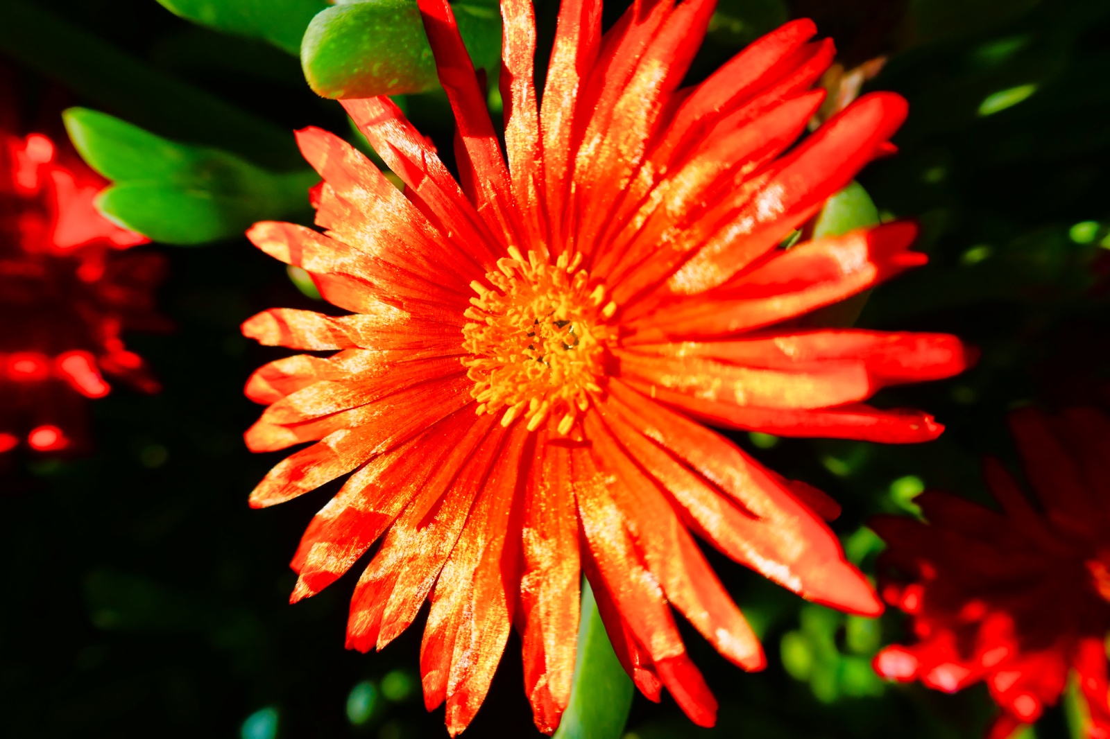 Blomster