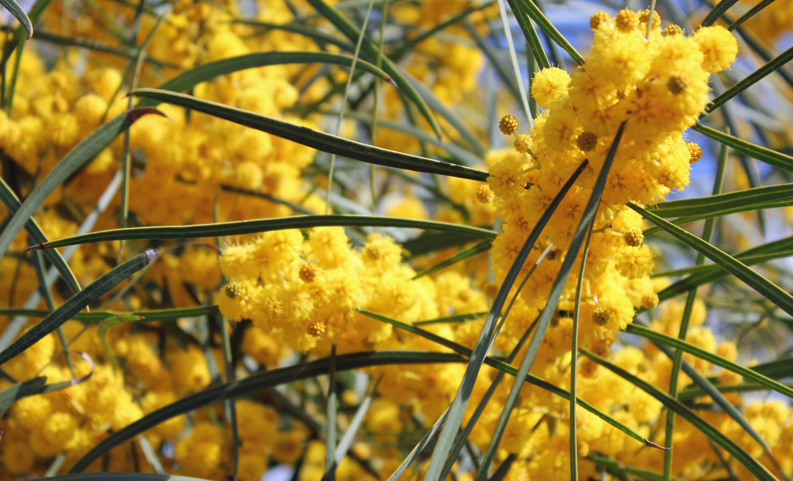 Mimoser
