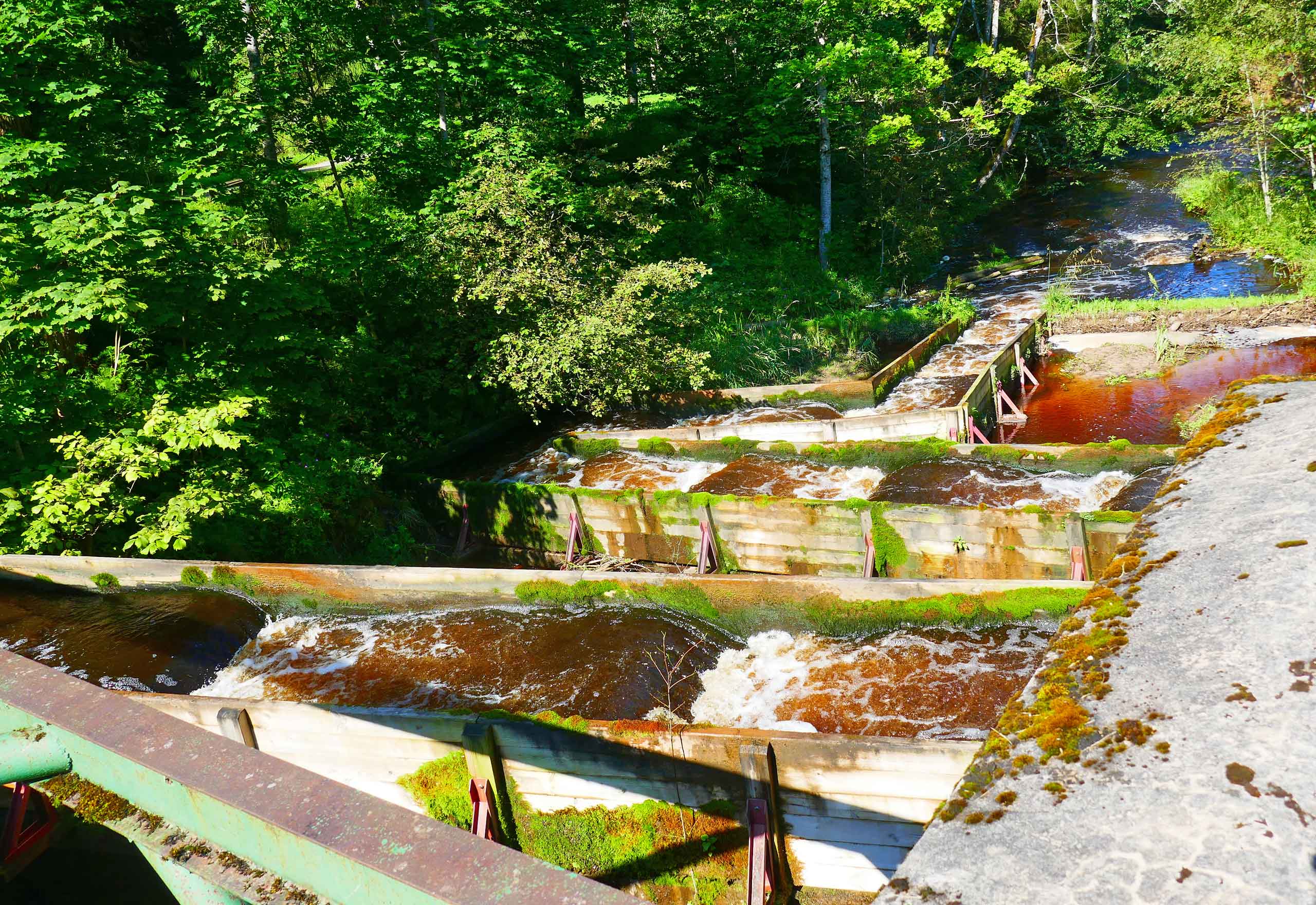 Fisketrappe