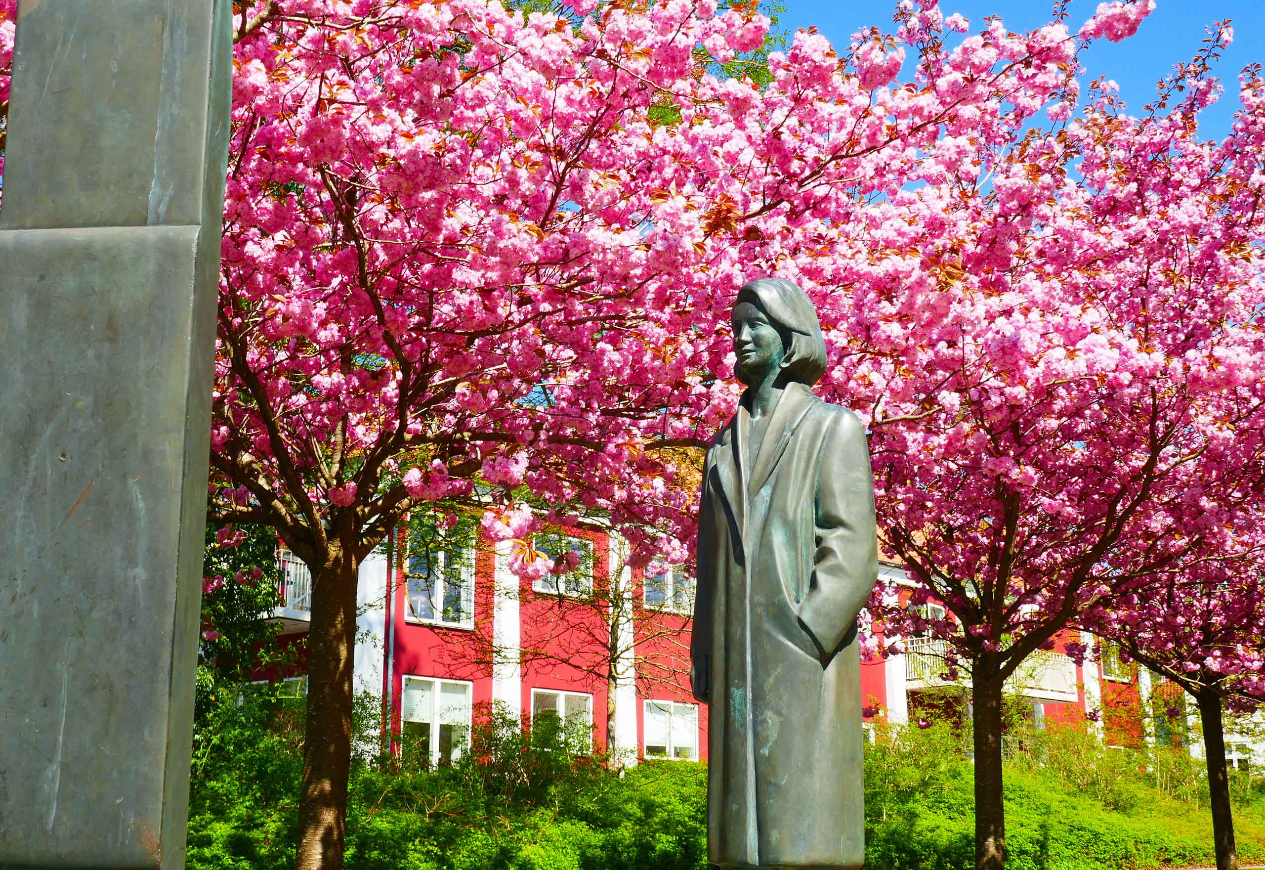 Ribe Sakura