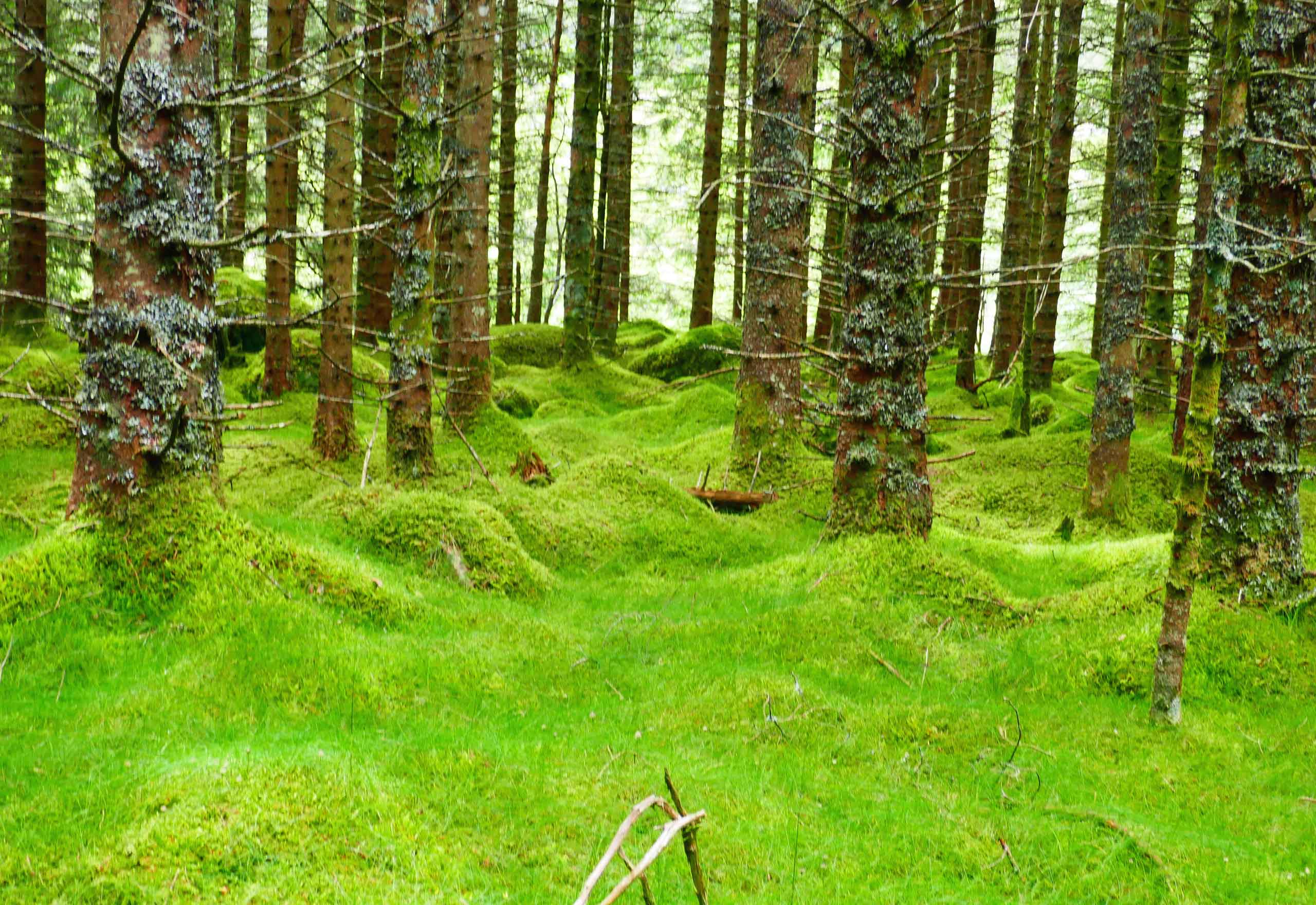 Flot grønt gulvtæppe i skoven