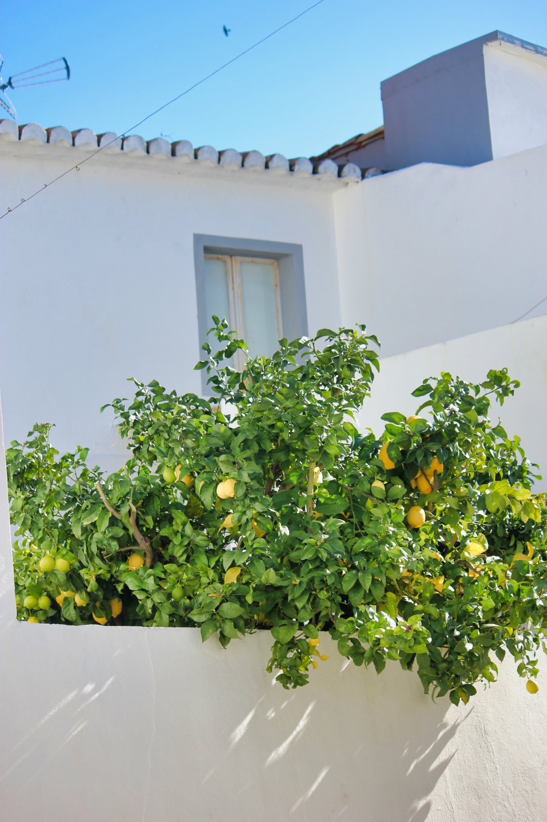 Citroner