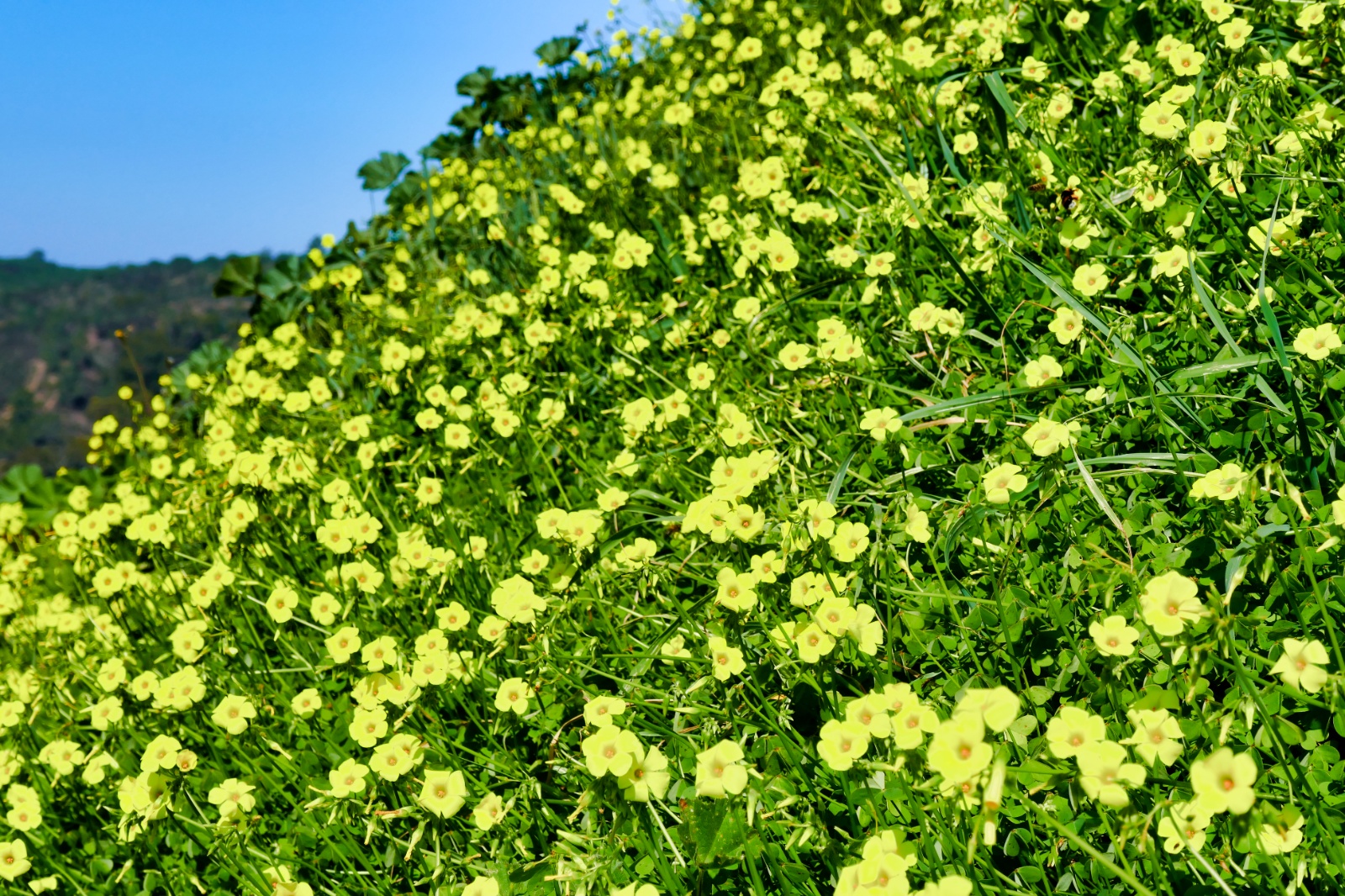 Blomster