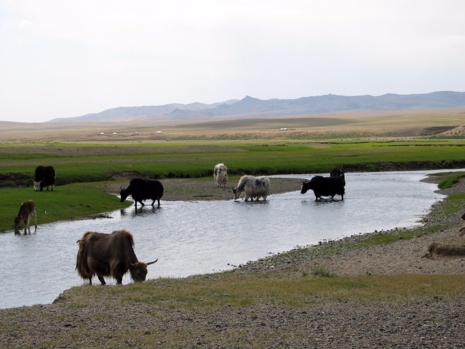 Yak-okser