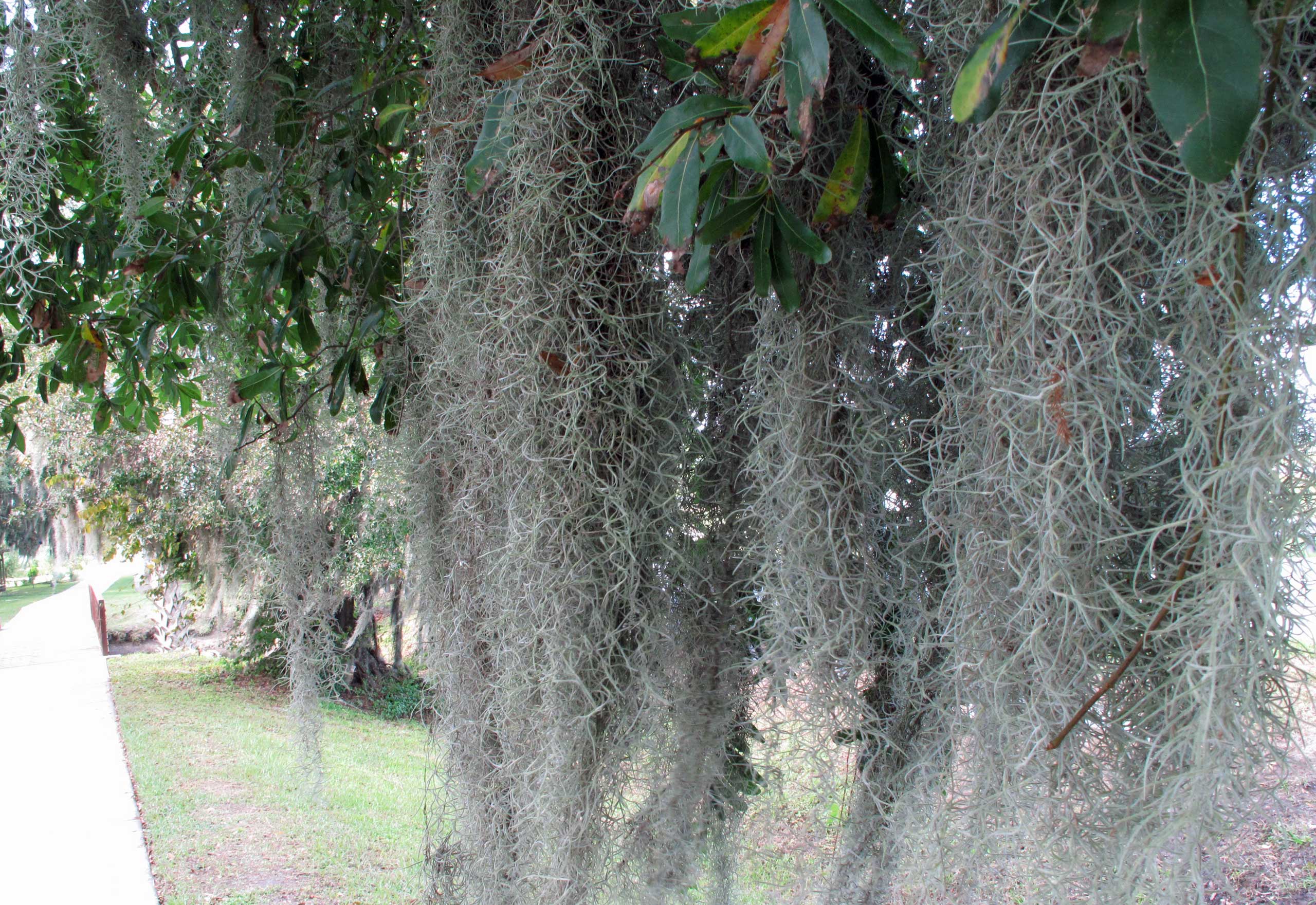 Spanish Moss