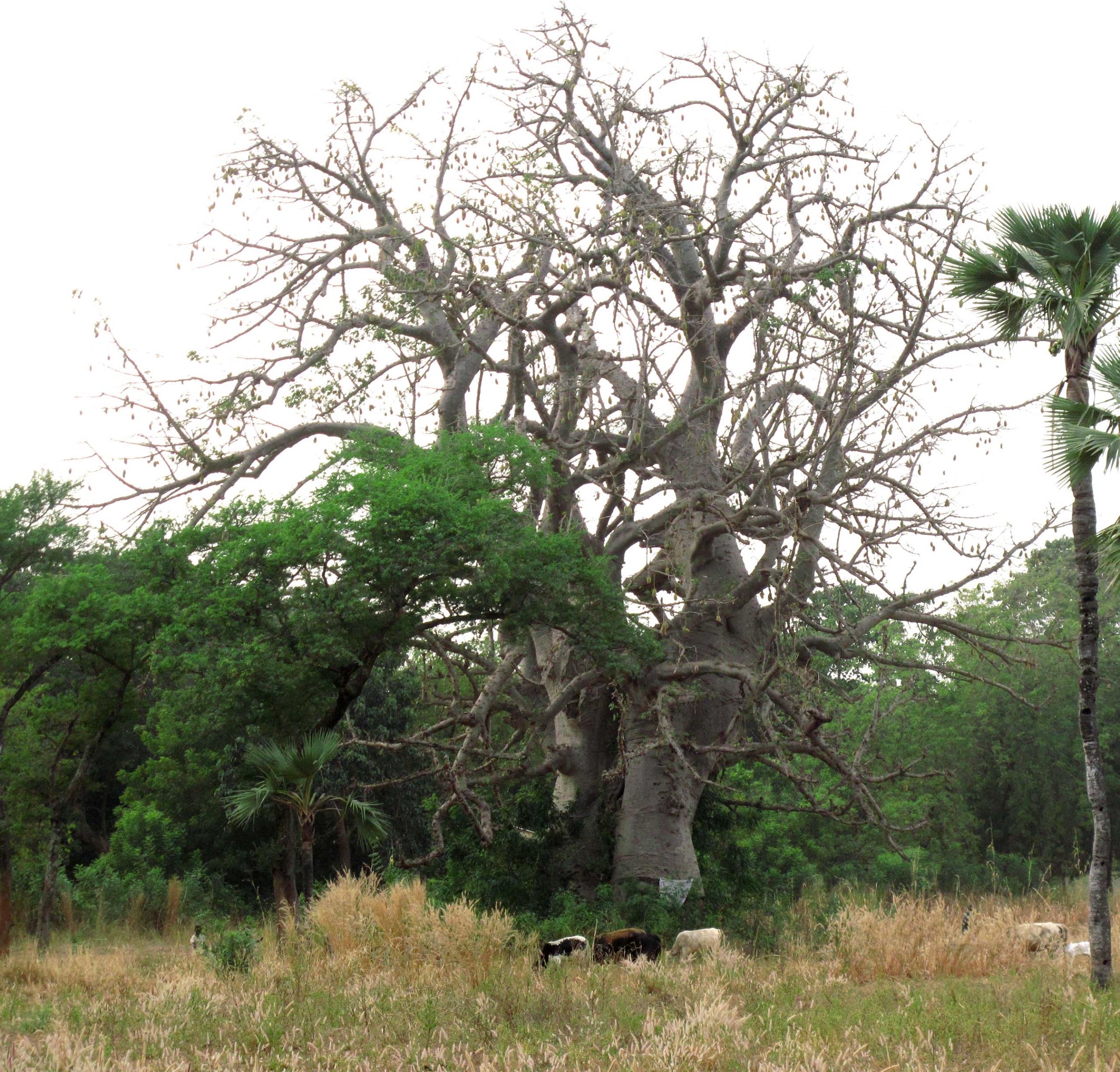 Baobab træer