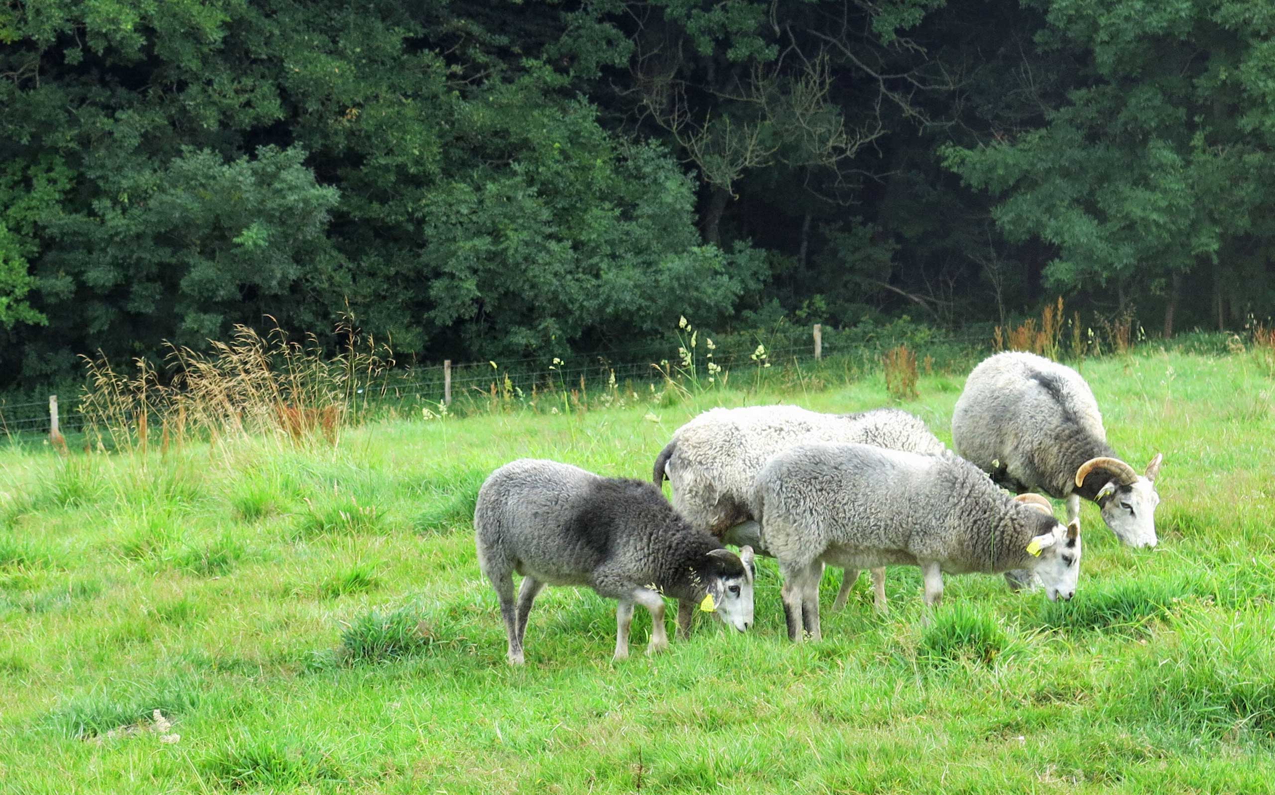 Krabbes Grønne Ring
