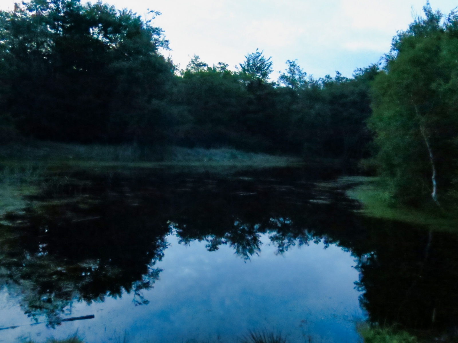 Ved den stille skovsø