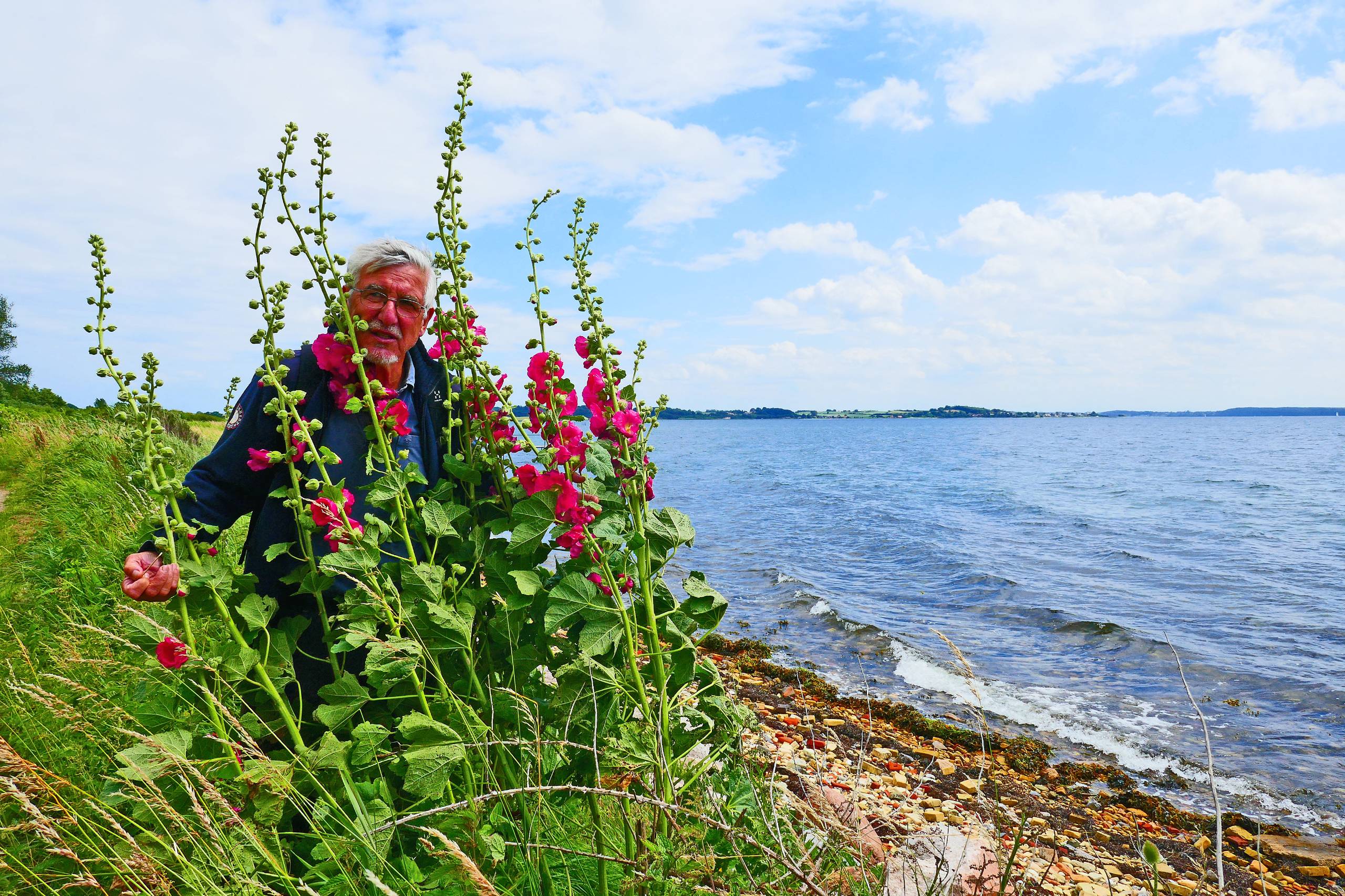 Frank blandt stokroser