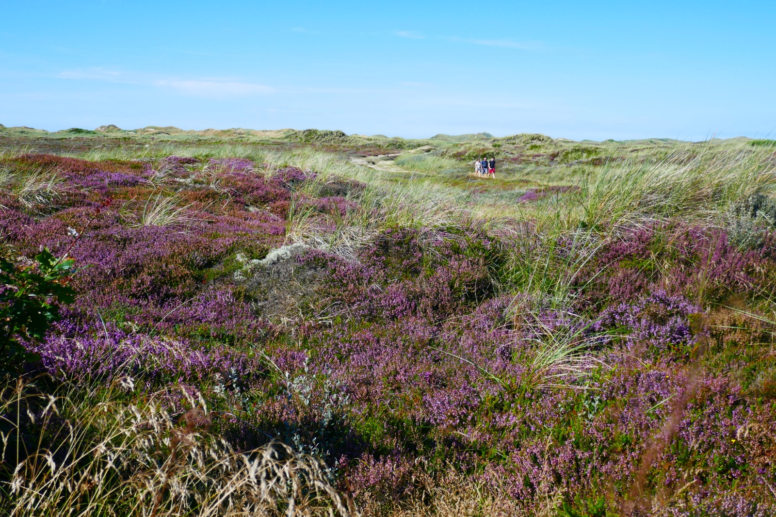 Klitter ved Lodberg fyr